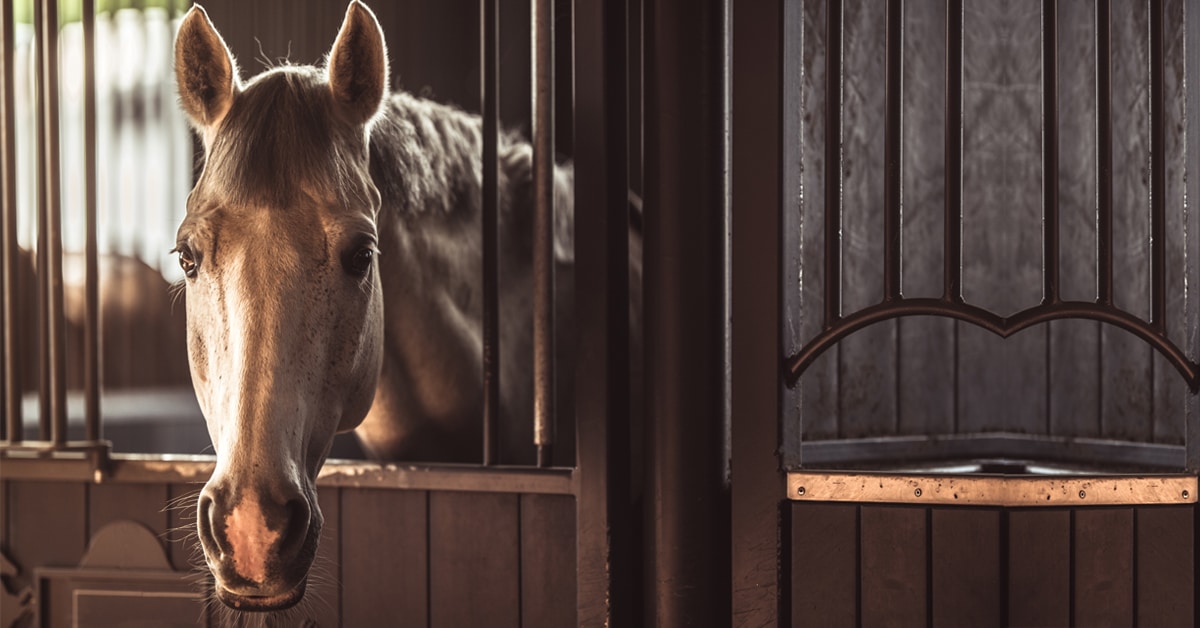 A grey horse looking out of its stall.