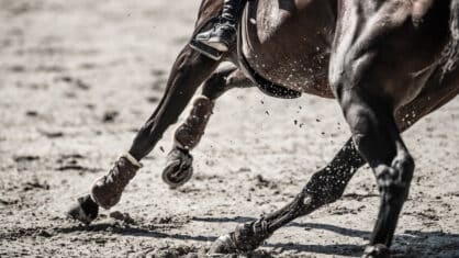 Closeup of a horse making a tight turn.