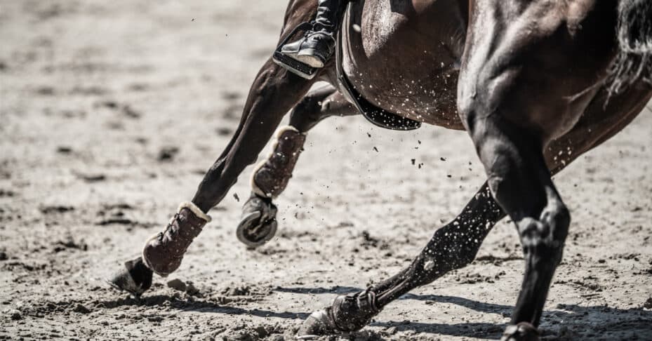 Closeup of a horse making a tight turn.