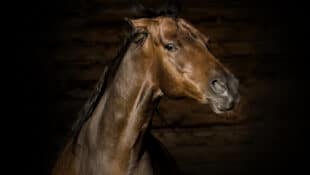 A horse in a stall with pinned ears.