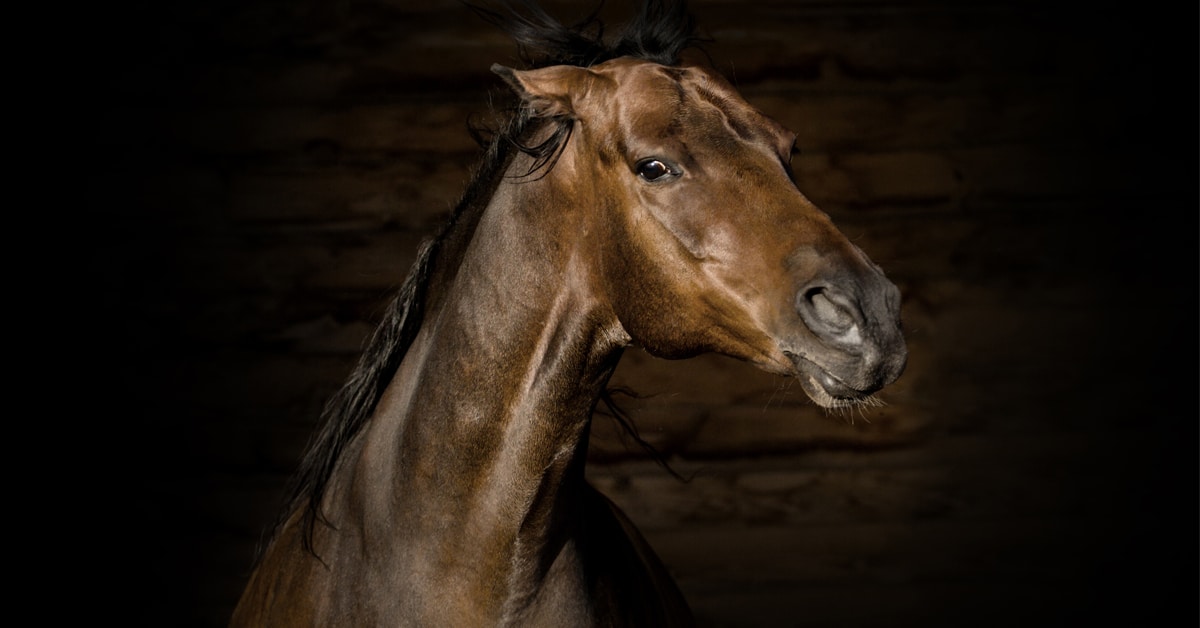A horse in a stall with pinned ears.