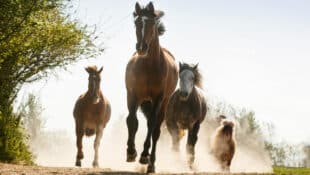 Horses running in a dusty paddock.
