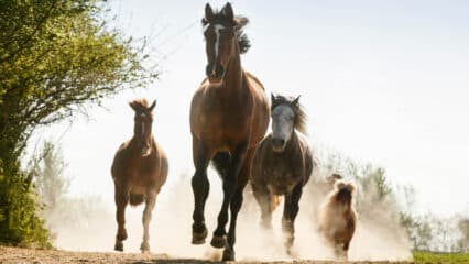 Horses running in a dusty paddock.