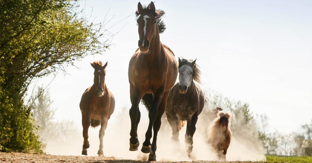 Horses running in a dusty paddock.