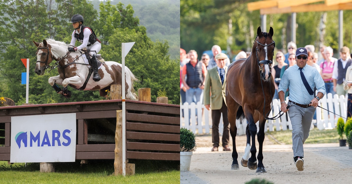 A woman jumping a paint horse over a cross-country fence; a man jogging a bay horse.