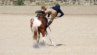 A woman falling off a pain horse in a riding ring.