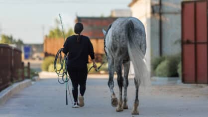 A woman walking a grey horse back from a lungeing session.