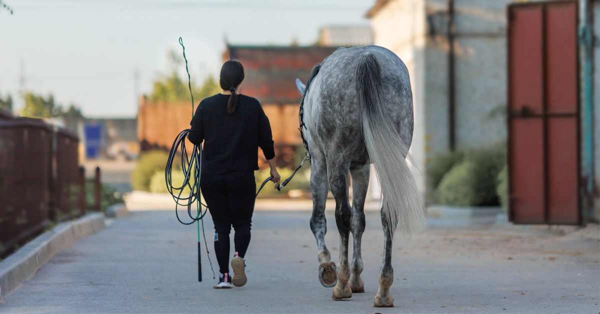 A woman walking a grey horse back from a lungeing session.