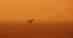 A horse in wildfire smoke.