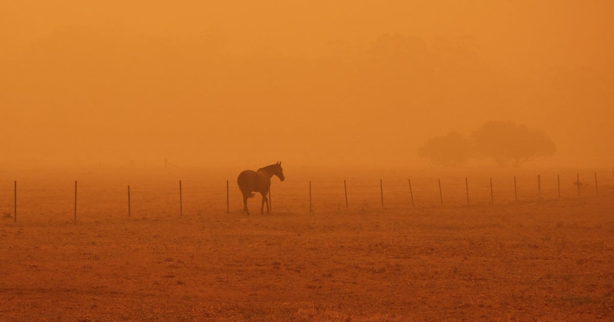 A horse in wildfire smoke.