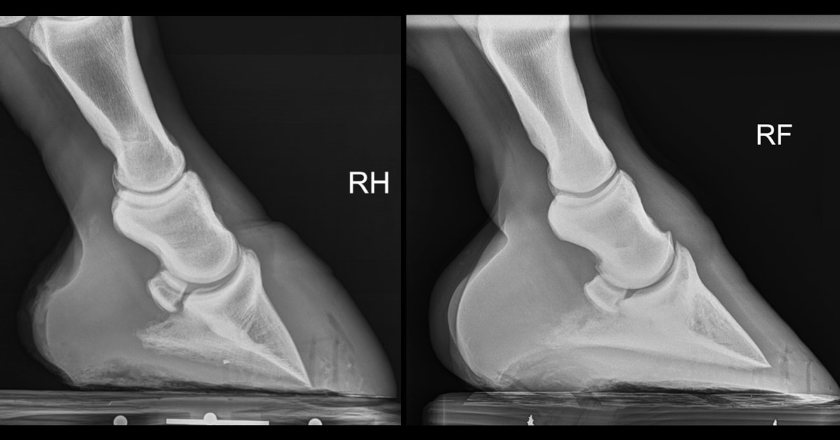 Two hoof xrays.
