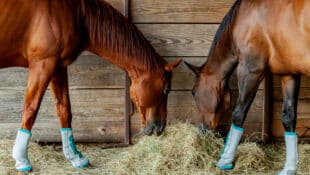 Horses eating hay in a barn.