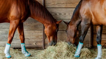 Horses eating hay in a barn.