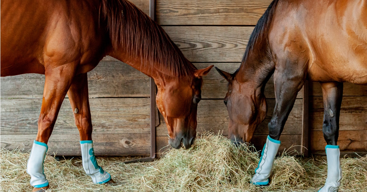 Horses eating hay in a barn.