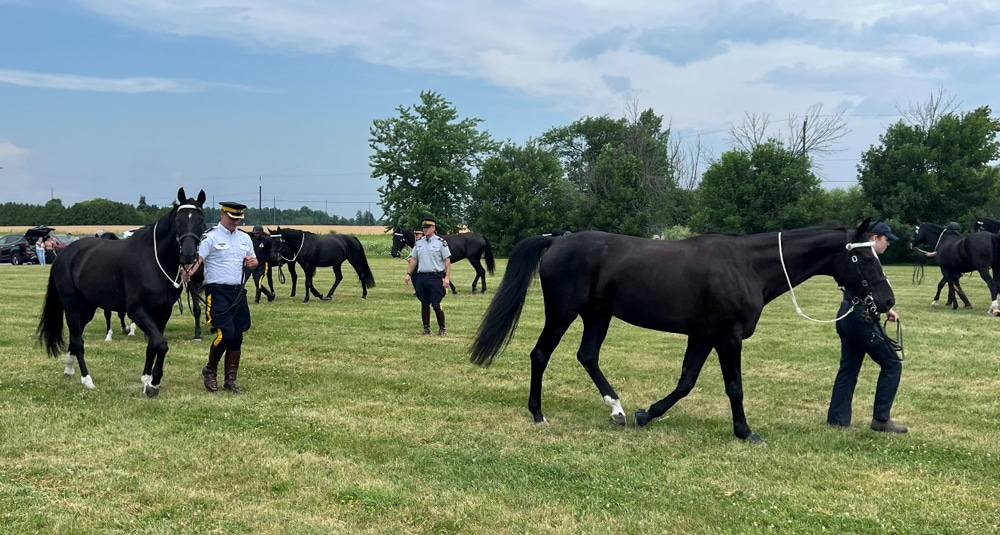 Black horses being led in a circle.
