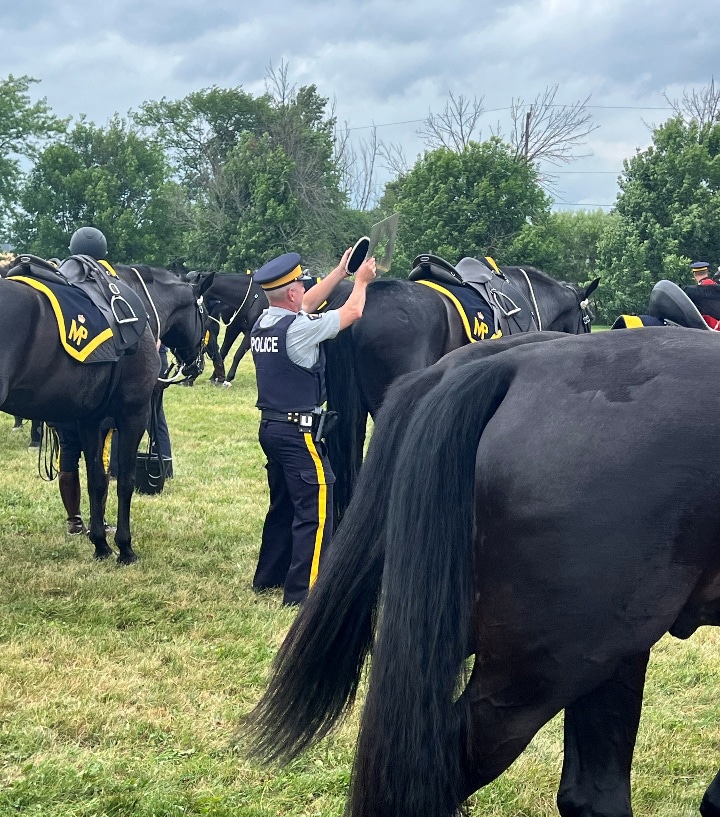 Black horses with maple leaf quartermarks.