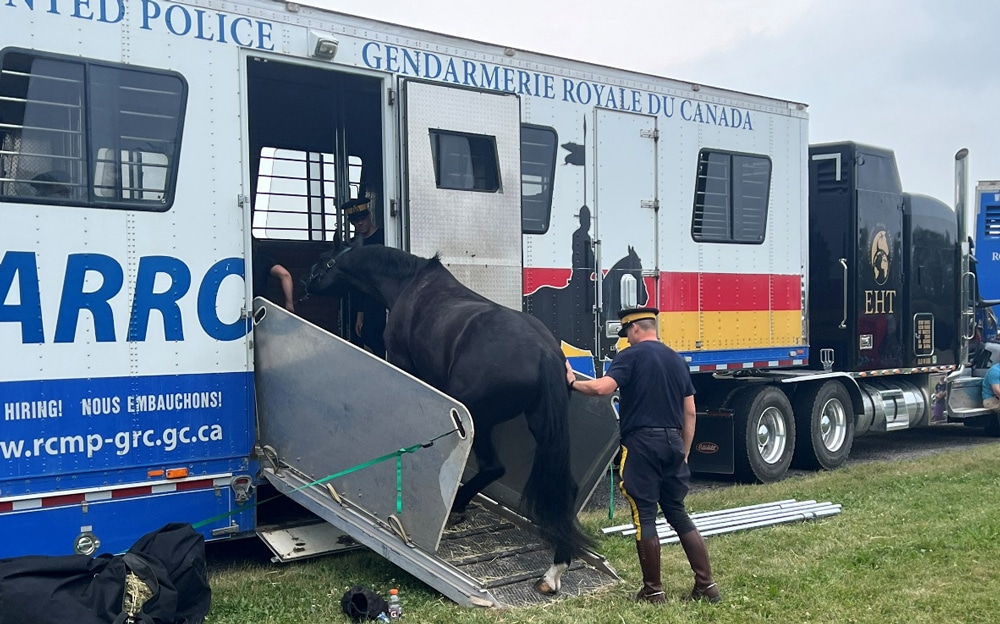 A black horse being loaded onto a van.