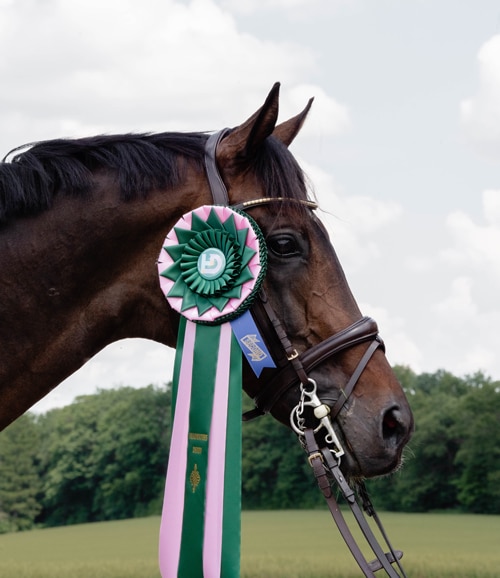A horse sporting a fancy green-and-pink ribbon.