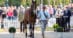 A man trotting out a bay horse during an inspection.
