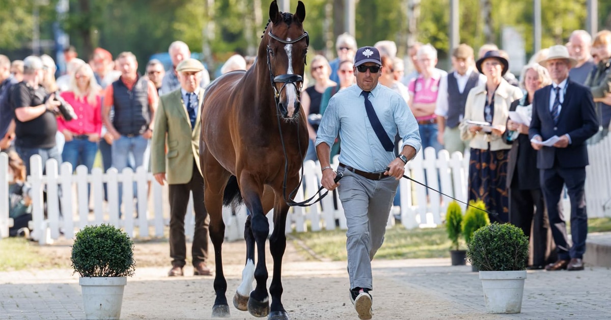 A man trotting out a bay horse during an inspection.