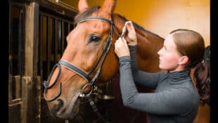 A woman putting a bridle on a bay horse.