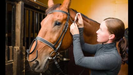 A woman putting a bridle on a bay horse.