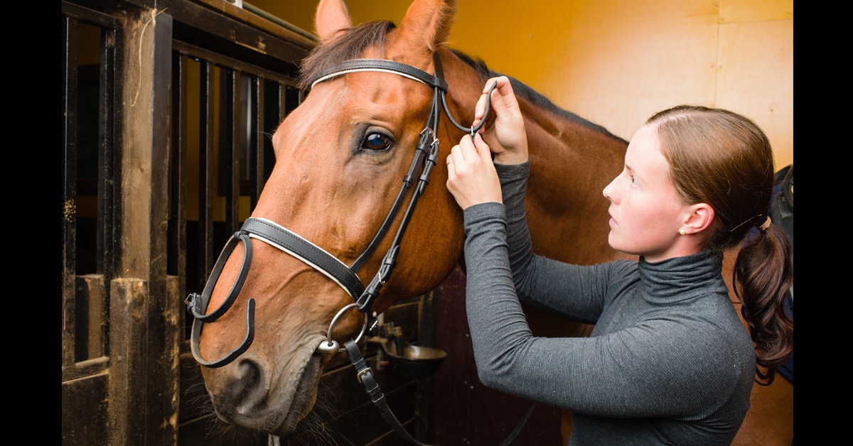 A woman putting a bridle on a bay horse.