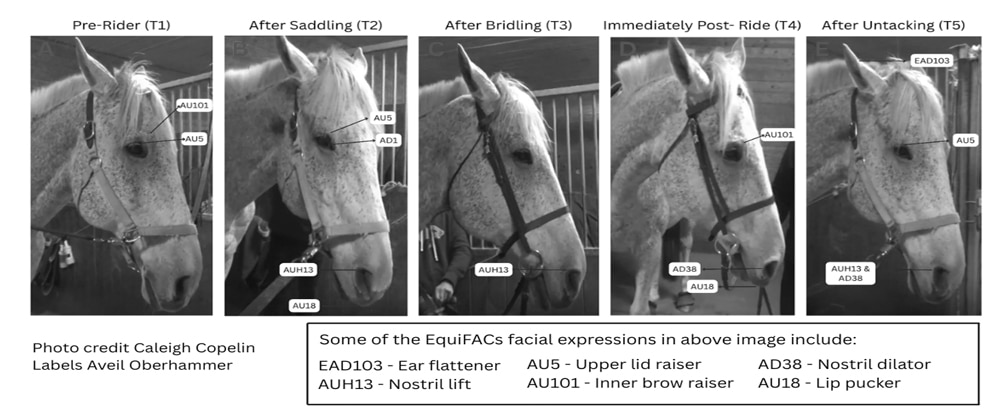 A grey horse showing five different facial expressions.