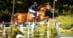 A woman jumping a chestnut horse over a fence at Traverse City.