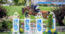 A woman jumping a bay horse over a fence in Ottawa.