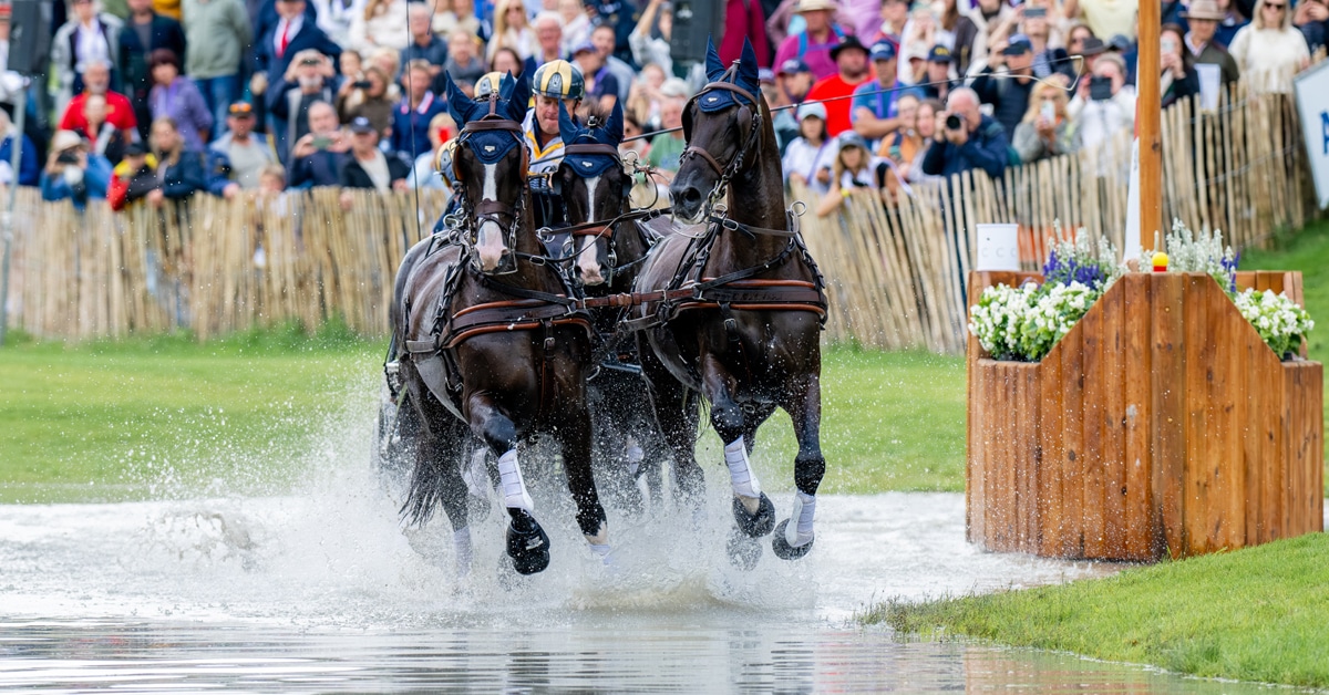 A man driving a team of bay horses through a water obstacle.