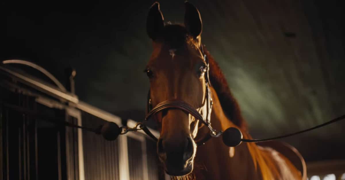 A chestnut horse in a dark barn.