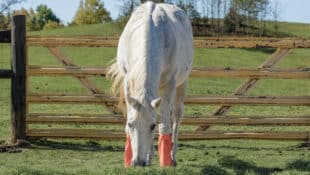 An old grey horse eating hay in a paddock.