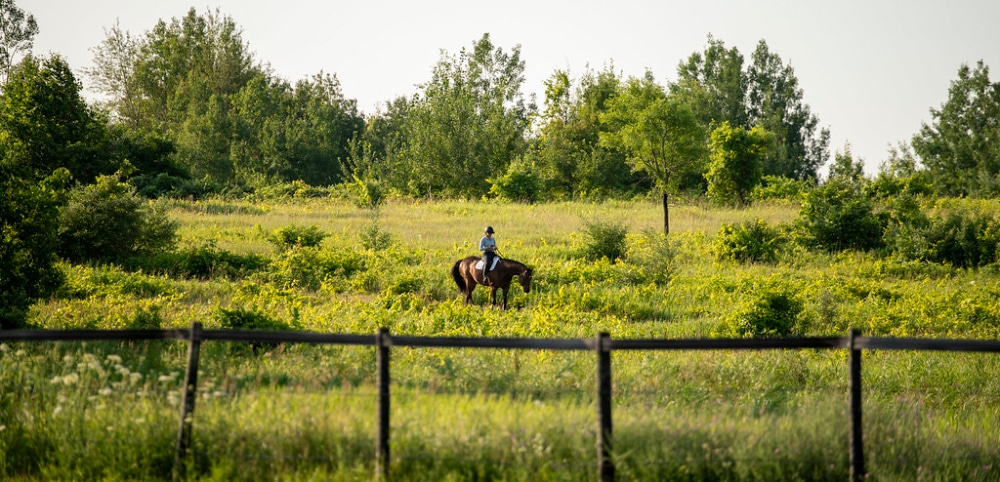 A horse and rider on a trail in a field.