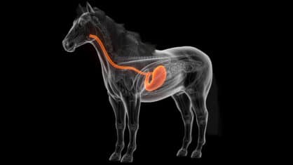 An anatomical drawing of a horse's digestive tract.