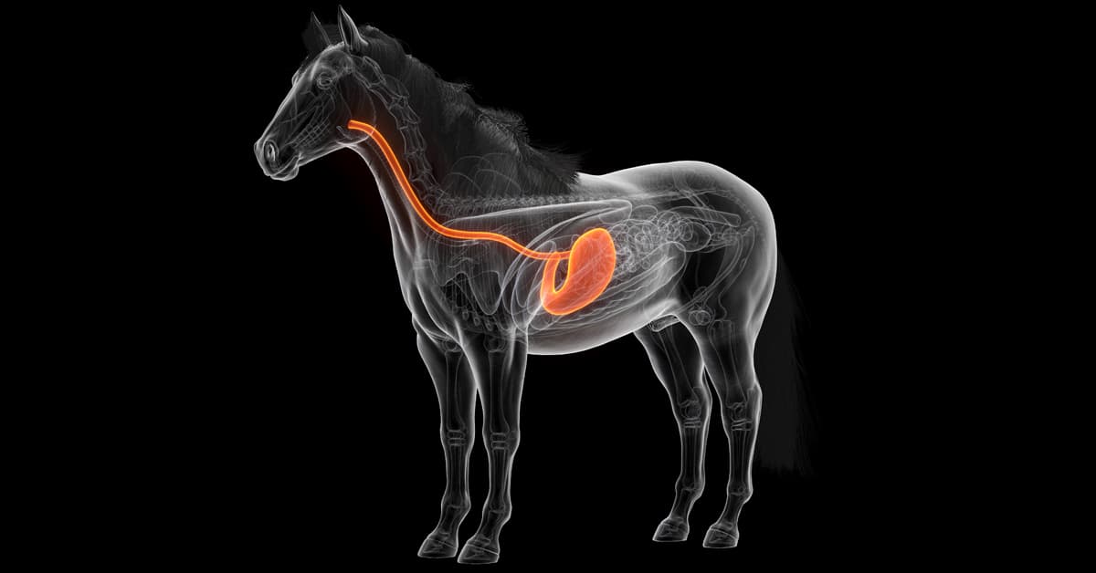 An anatomical drawing of a horse's digestive tract.