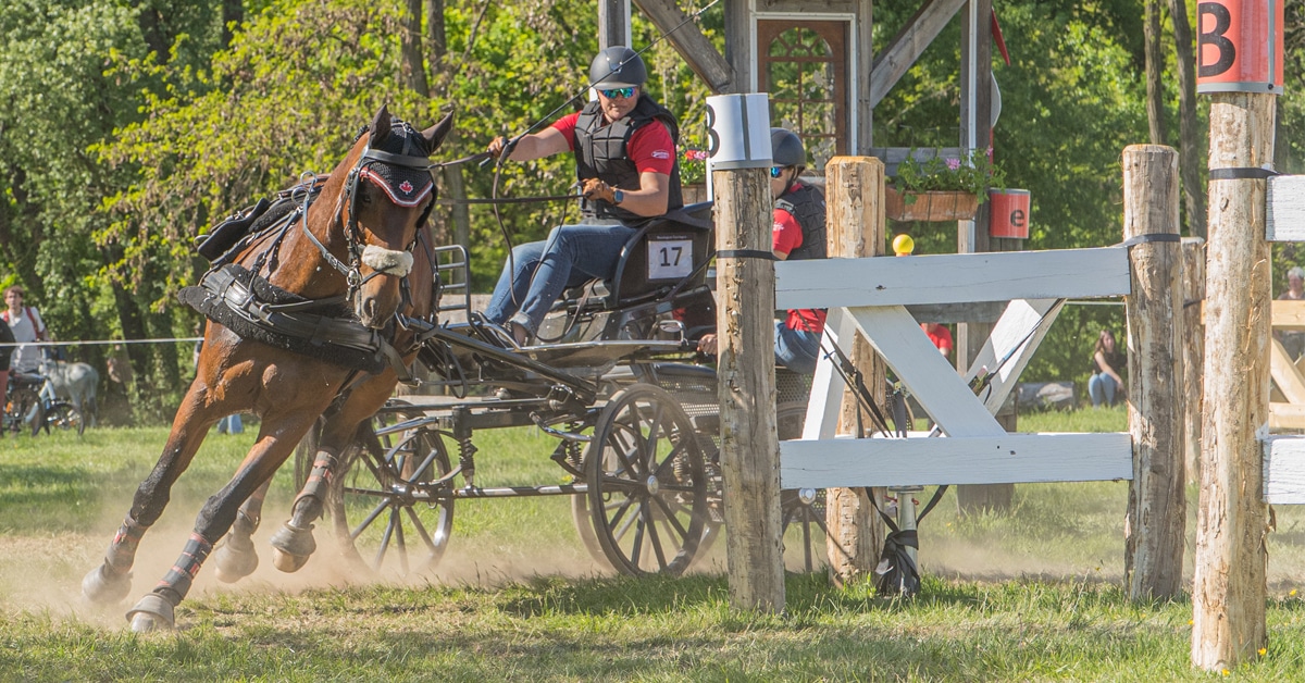 A woman driving a bay horse through a cross-country obstacle.