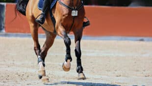 A bay horse being ridden at the canter in a jumping ring.