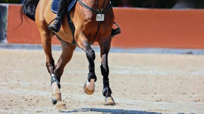 A bay horse being ridden at the canter in a jumping ring.