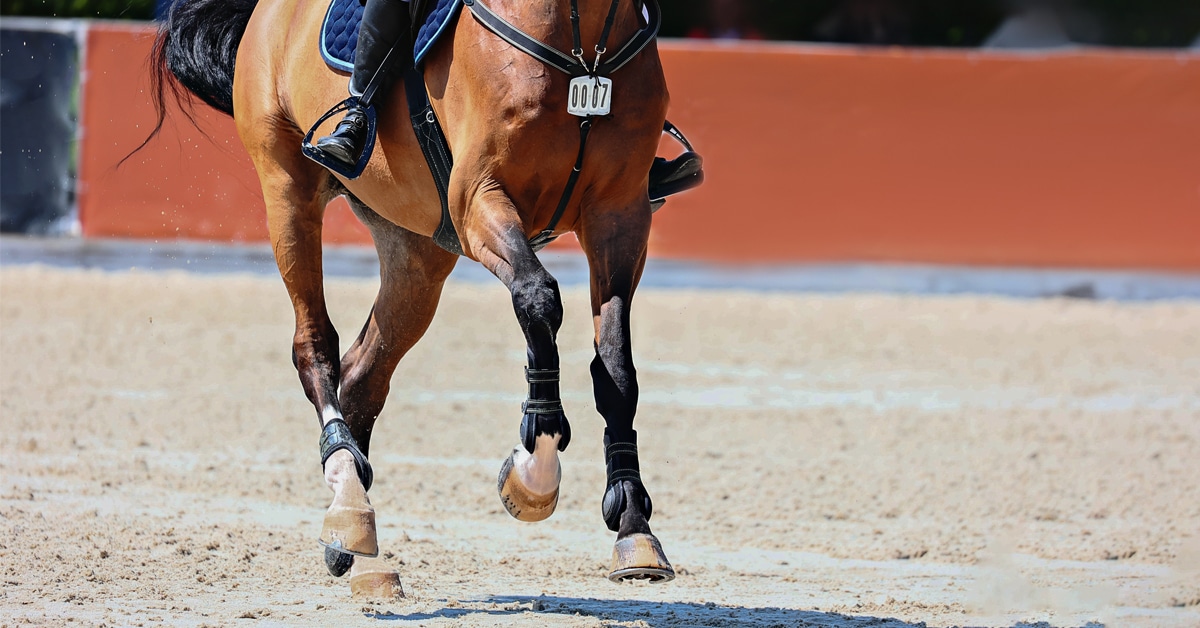A bay horse being ridden at the canter in a jumping ring.