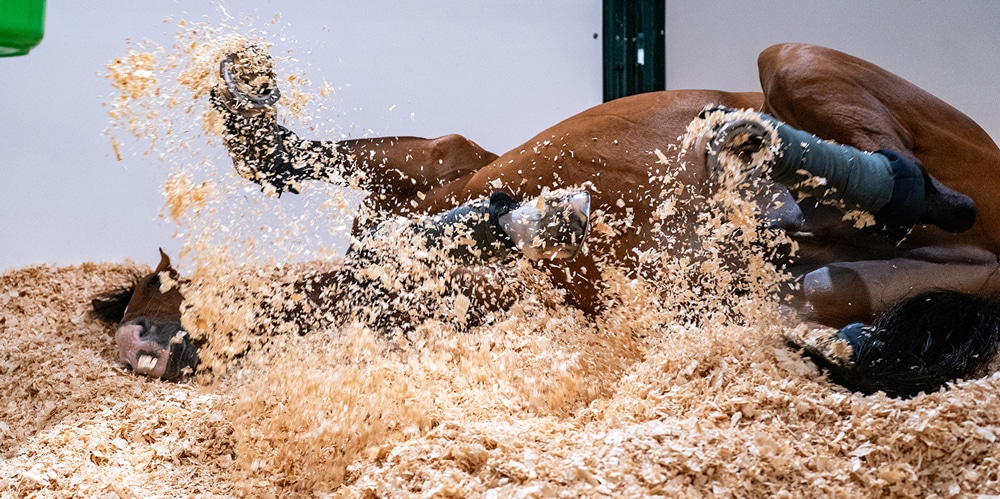 A bay horse rolling in shavings in his stall.