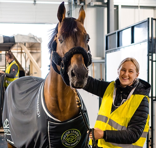 A bay horse being unloaded off a pallet.