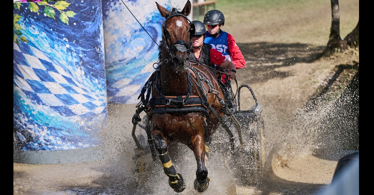 A man driving a bay horse through a water obstacle in Germany.