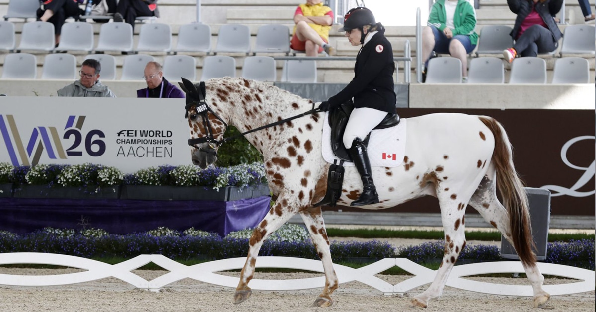 A woman performing a para dressage test on a spotted horse.