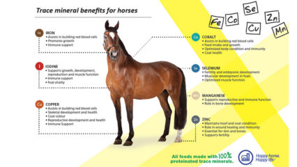 A chart showing why trace minerals are important for horses.