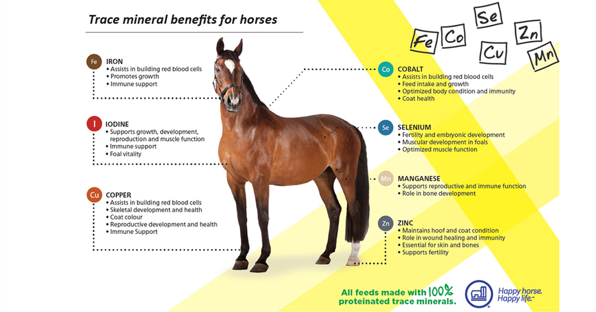 A chart showing why trace minerals are important for horses.