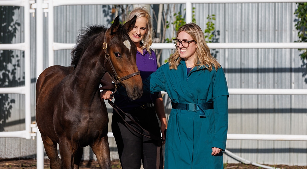 A woman patting a bay foal.