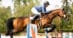 A woman jumping a bay horse over a fence at tbird.