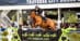 A woman jumping a chestnut mare over a fence at Traverse City.
