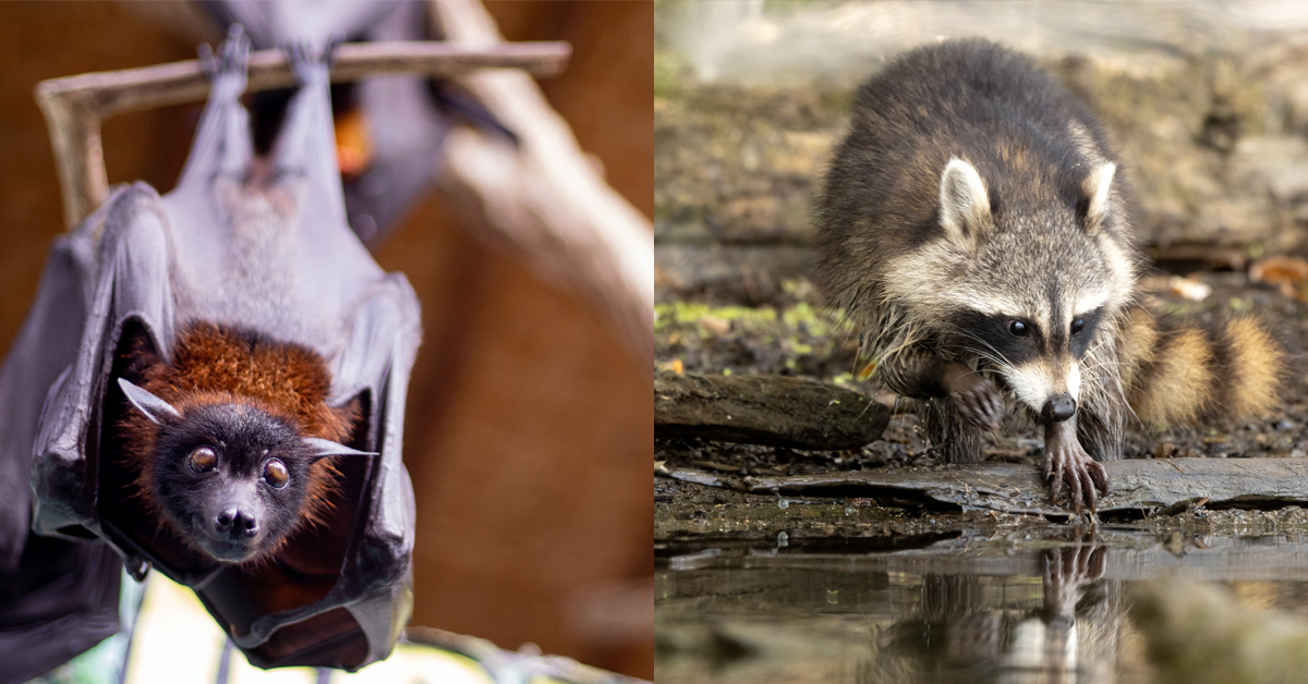 A bat and a raccoon.